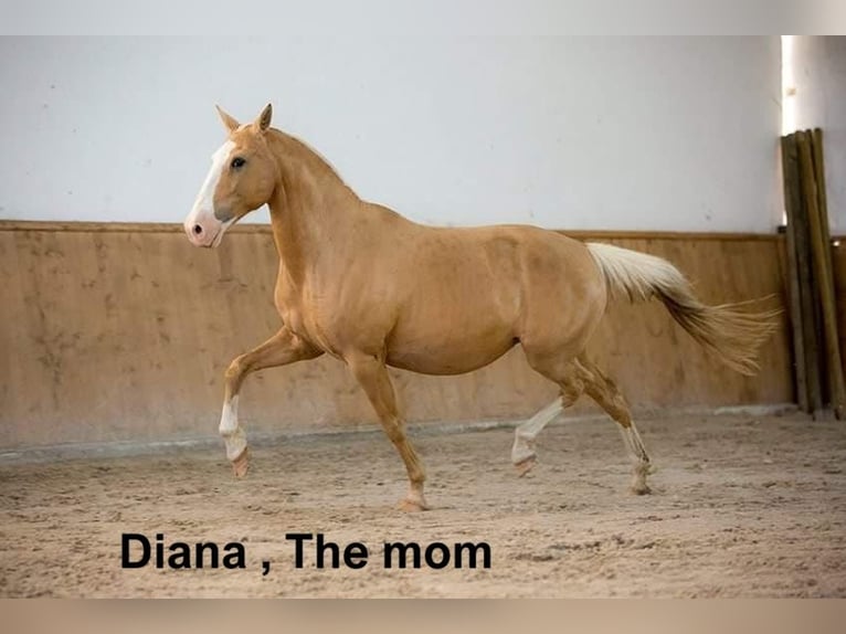 Lusitanien Hongre 5 Ans 157 cm Cremello in lessines
