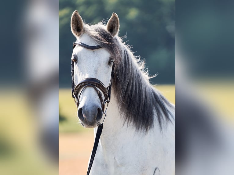 Lusitanien Hongre 5 Ans 157 cm Gris in Pinkafeld