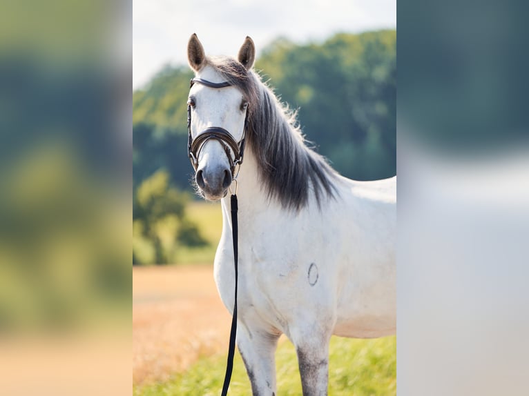 Lusitanien Hongre 5 Ans 157 cm Gris in Pinkafeld