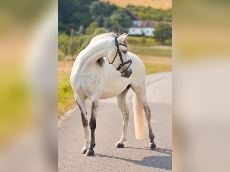 Lusitanien Hongre 5 Ans 157 cm Gris in Pinkafeld