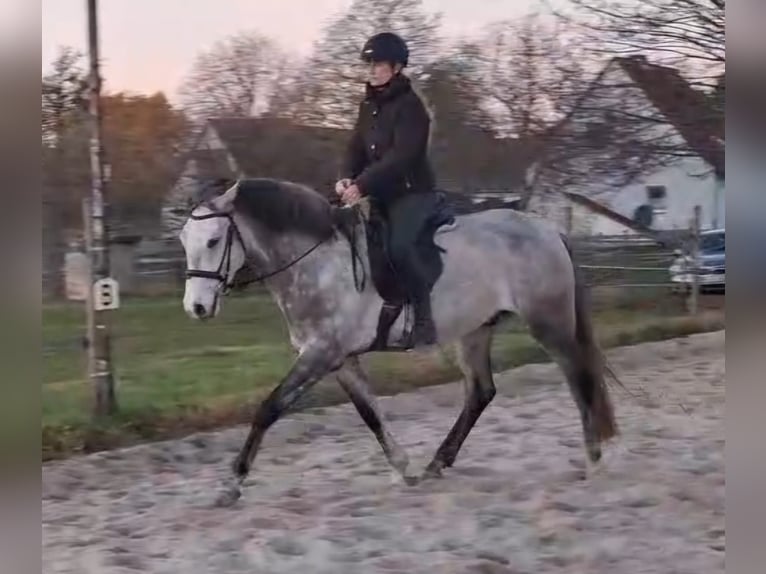 Lusitanien Hongre 5 Ans 157 cm Gris in Salzatal