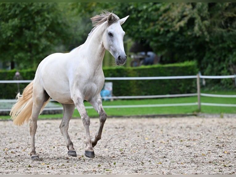 Lusitanien Hongre 5 Ans 157 cm Grullo in Ehekirchen