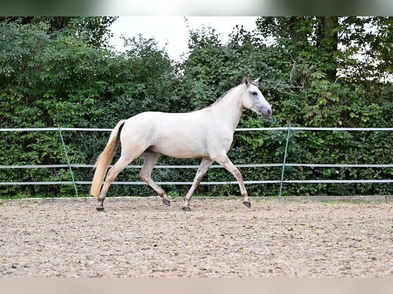 Lusitanien Hongre 5 Ans 157 cm Grullo in Ehekirchen