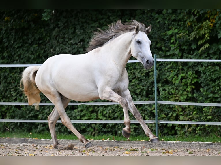 Lusitanien Hongre 5 Ans 157 cm Grullo in Ehekirchen