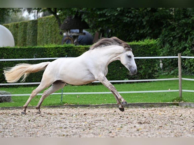 Lusitanien Hongre 5 Ans 157 cm Grullo in Ehekirchen