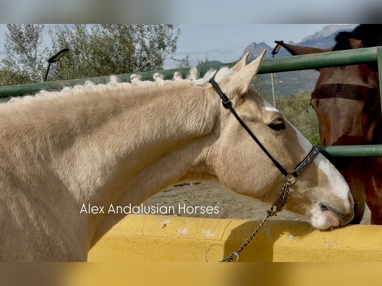 Lusitanien Croisé Hongre 5 Ans 157 cm Palomino in Sevilla