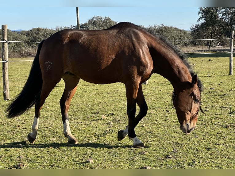 Lusitanien Hongre 5 Ans 159 cm Bai brun in Valdecaballerosa