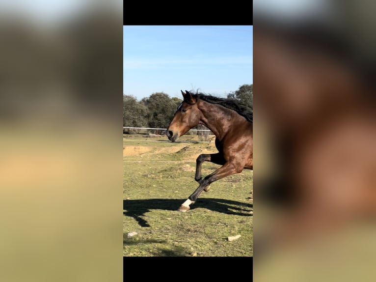 Lusitanien Hongre 5 Ans 159 cm Bai brun in Valdecaballerosa