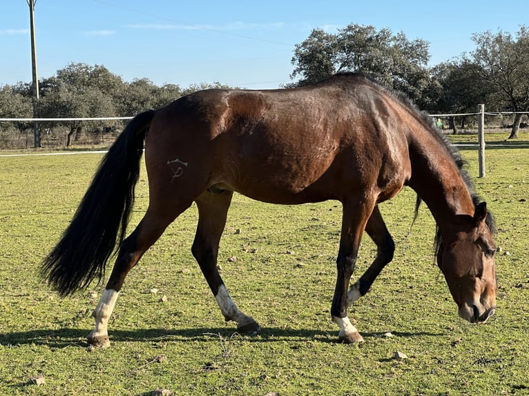 Lusitanien Hongre 5 Ans 159 cm Bai brun in Valdecaballerosa