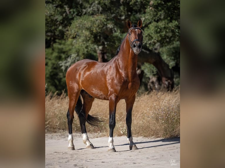 Lusitanien Hongre 5 Ans 160 cm Bai cerise in Alcochete