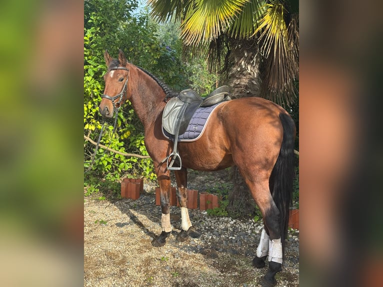 Lusitanien Hongre 5 Ans 160 cm Bai in RIO MAIOR