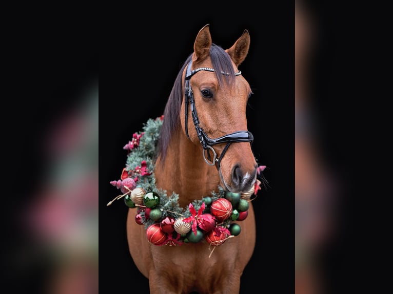 Lusitanien Hongre 5 Ans 160 cm Buckskin in Maldegem