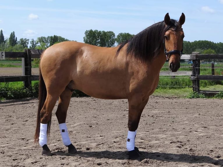 Lusitanien Hongre 5 Ans 160 cm Buckskin in Maldegem