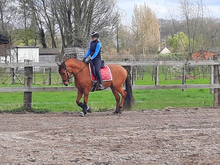 Lusitanien Hongre 5 Ans 160 cm Buckskin in Maldegem