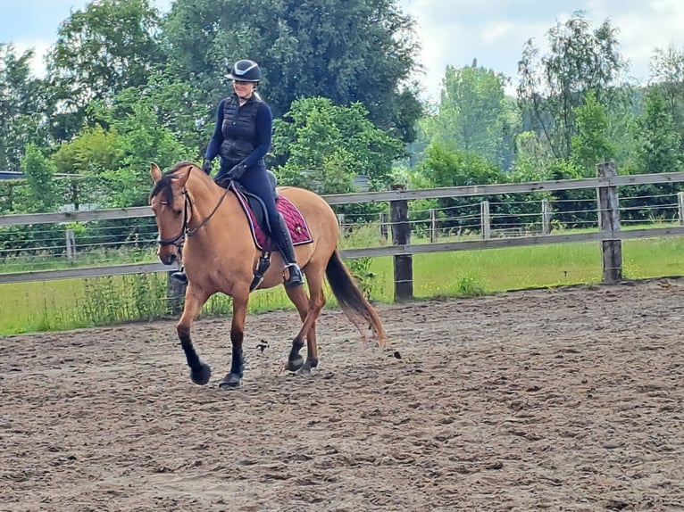 Lusitanien Hongre 5 Ans 160 cm Buckskin in Maldegem