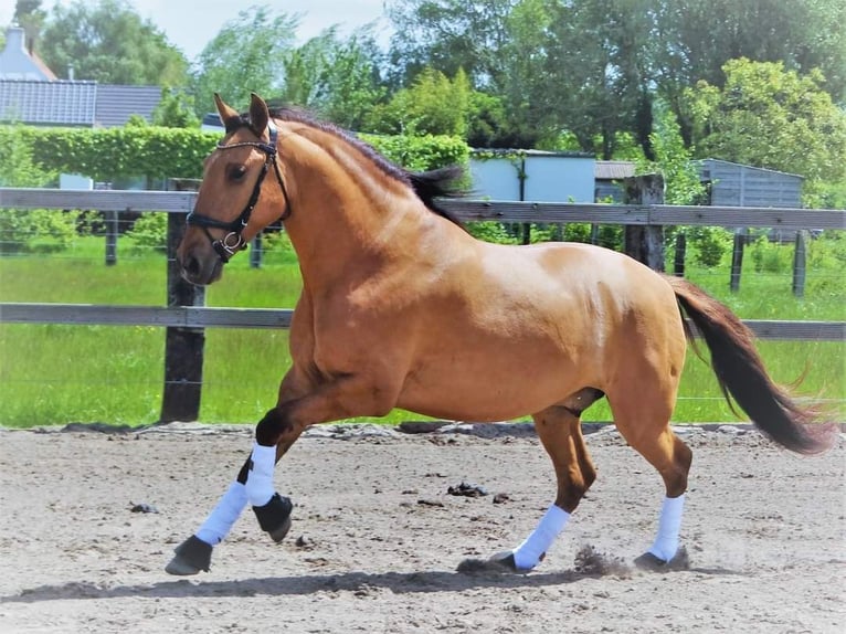 Lusitanien Hongre 5 Ans 160 cm Buckskin in Maldegem