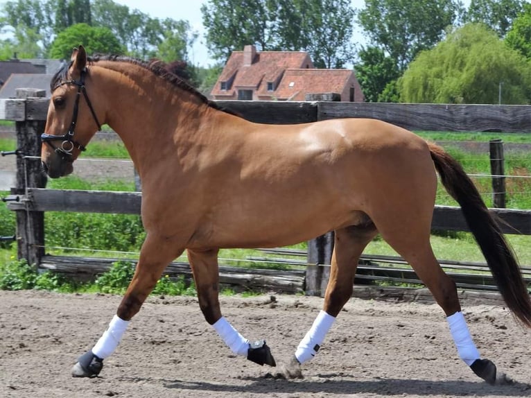 Lusitanien Hongre 5 Ans 160 cm Buckskin in Maldegem