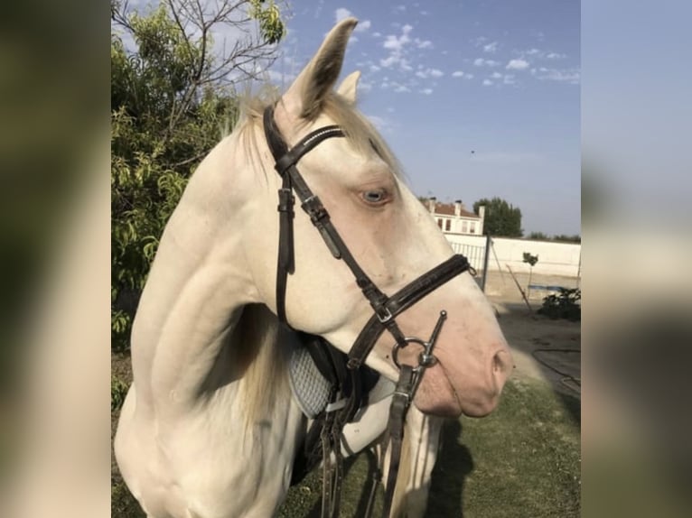 Lusitanien Hongre 5 Ans 160 cm Cremello in Benidorm