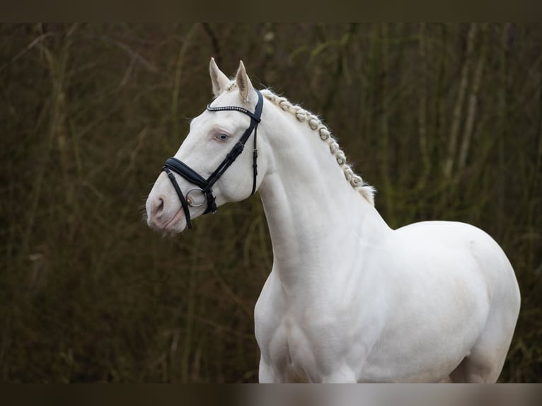 Lusitanien Hongre 5 Ans 160 cm Cremello in Nieuwegein