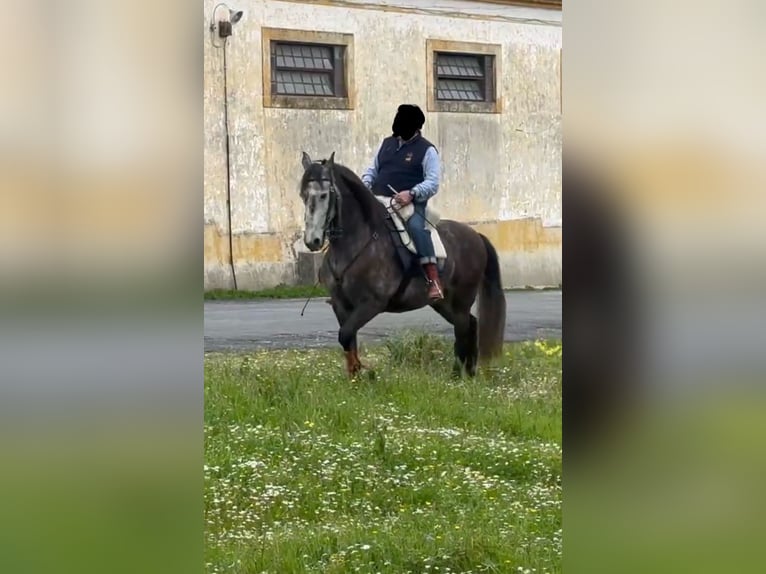 Lusitanien Hongre 5 Ans 160 cm Gris in Cartaxo, Santar&#xE9;m