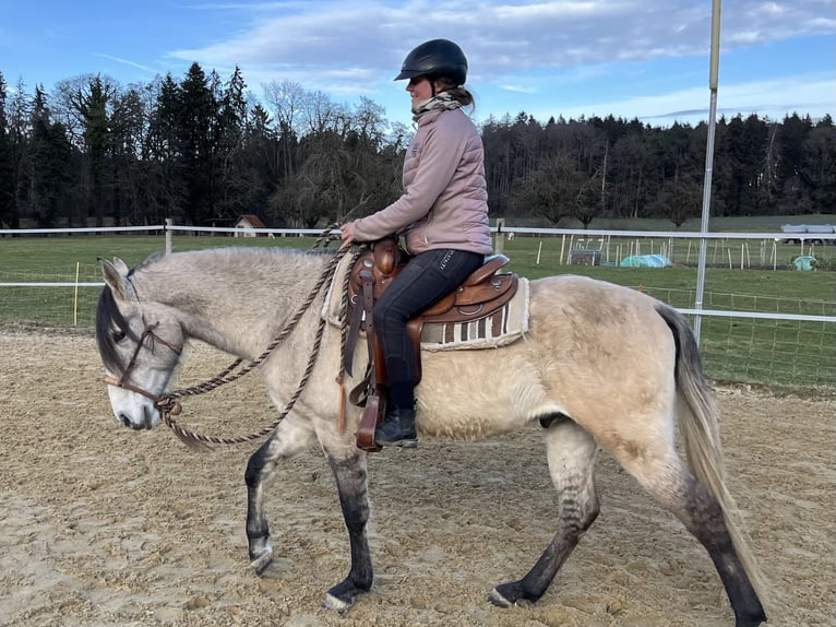 Lusitanien Hongre 5 Ans 160 cm Isabelle in Amlikon-Bissegg