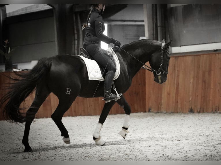 Lusitanien Hongre 5 Ans 160 cm Noir in Heuvelland