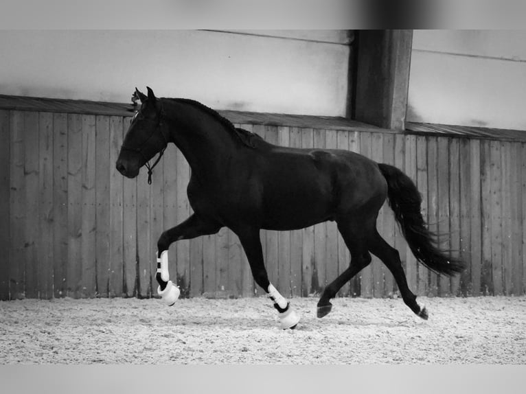 Lusitanien Hongre 5 Ans 160 cm Noir in Heuvelland