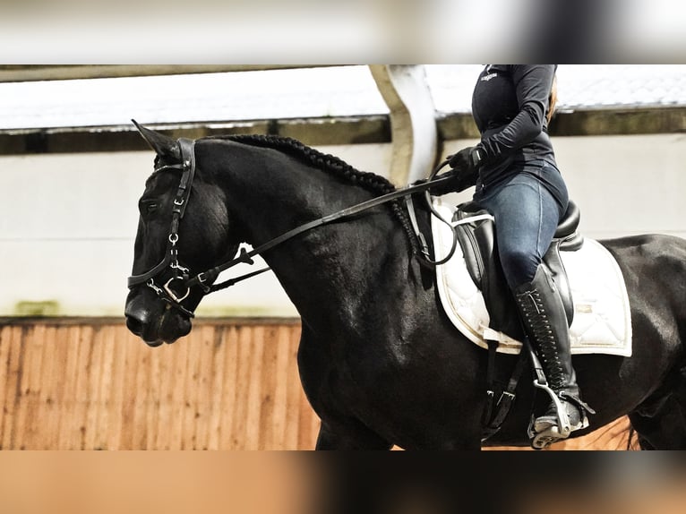 Lusitanien Hongre 5 Ans 160 cm Noir in Heuvelland