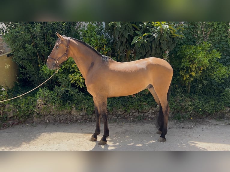 Lusitanien Hongre 5 Ans 161 cm Bai in Vila Franca de Xira