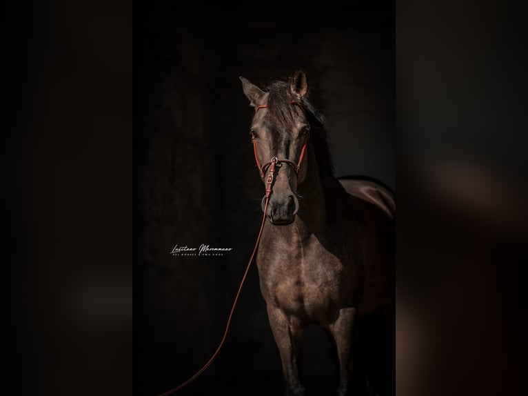Lusitanien Hongre 5 Ans 162 cm Buckskin in Rio Maior