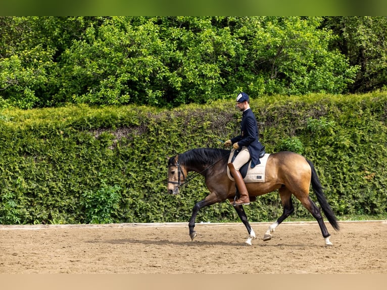 Lusitanien Hongre 5 Ans 162 cm Buckskin in Gössendorf