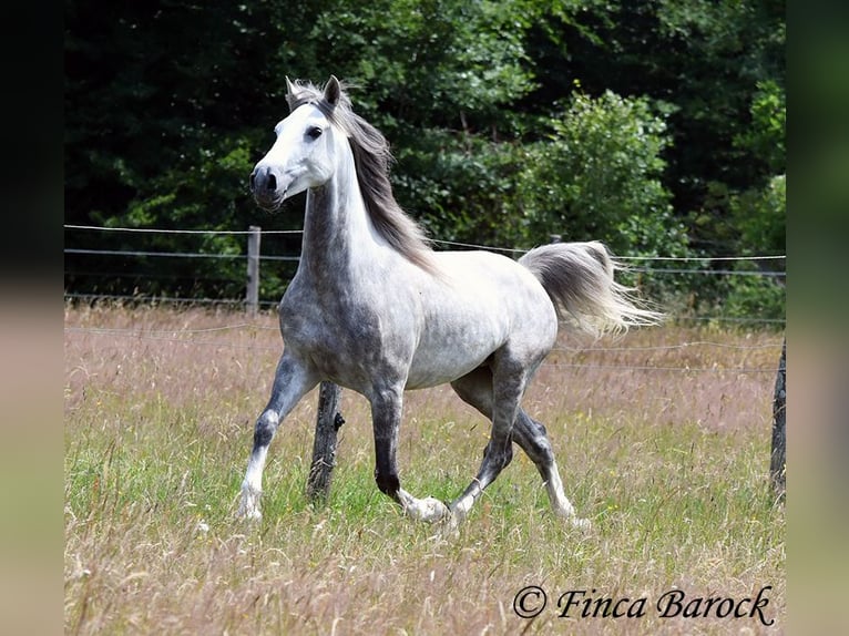 Lusitanien Hongre 5 Ans 162 cm Gris in Wiebelsheim Lusitanien Hongre 5 Ans 162 cm Gris in Wiebelsheim