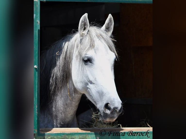 Lusitanien Hongre 5 Ans 162 cm Gris in Wiebelsheim Lusitanien Hongre 5 Ans 162 cm Gris in Wiebelsheim
