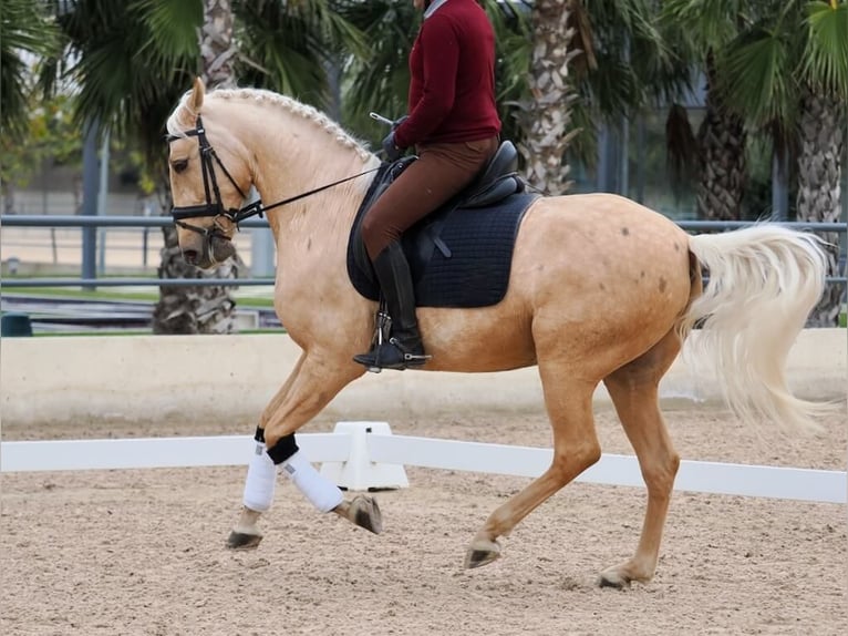 Lusitanien Hongre 5 Ans 162 cm Palomino in Navas Del Madroño