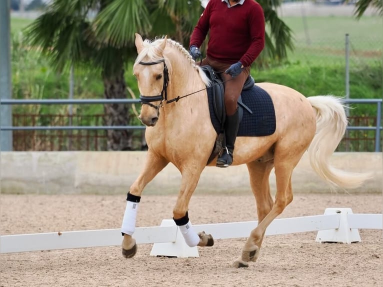 Lusitanien Hongre 5 Ans 162 cm Palomino in Navas Del Madroño