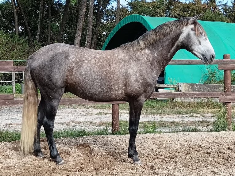 Lusitanien Hongre 5 Ans 163 cm Gris in Noaillac
