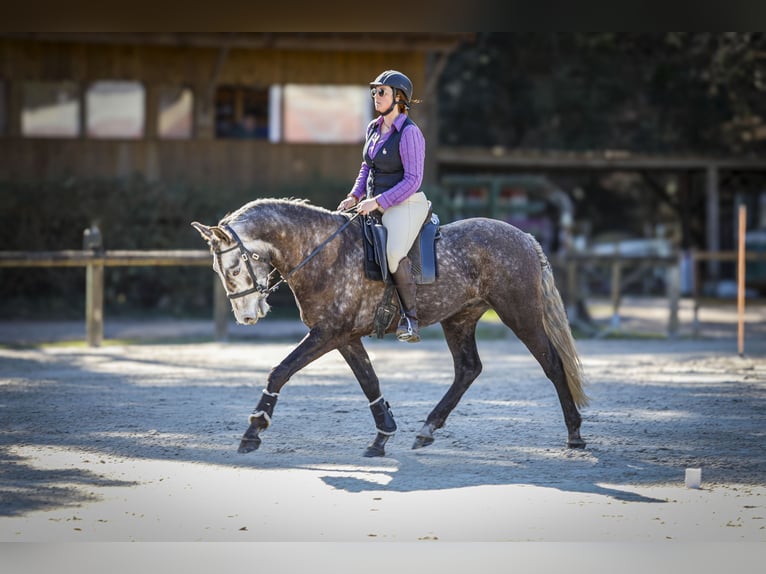 Lusitanien Hongre 5 Ans 163 cm Gris in Noaillac
