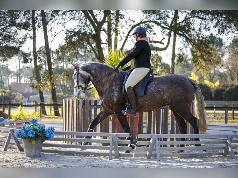 Lusitanien Hongre 5 Ans 163 cm Gris in Noaillac