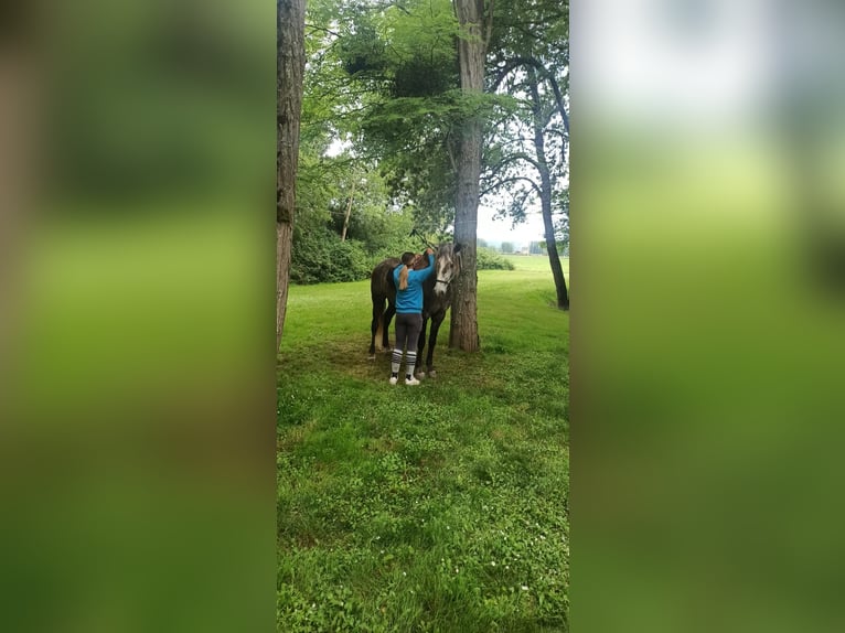 Lusitanien Hongre 5 Ans 163 cm Gris in Noaillac