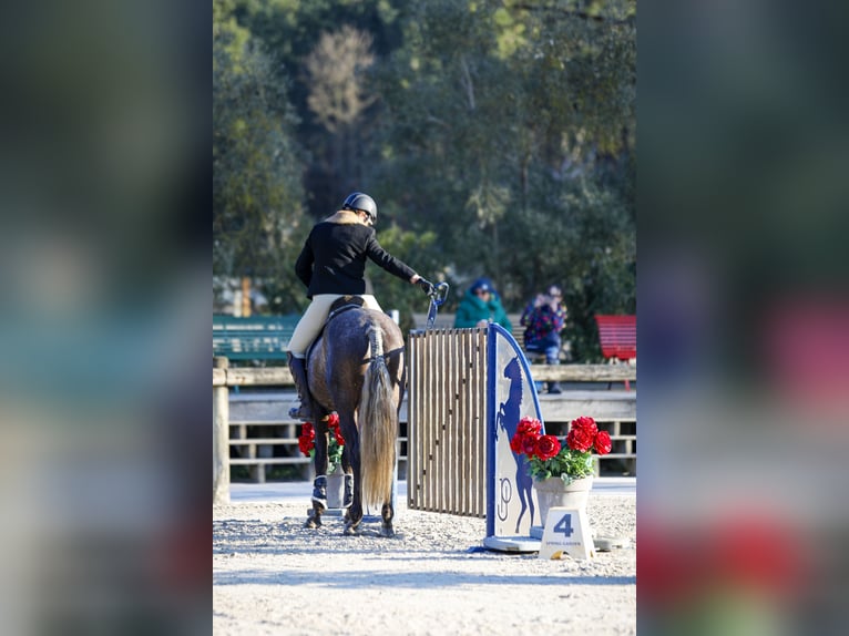 Lusitanien Hongre 5 Ans 163 cm Gris in Noaillac