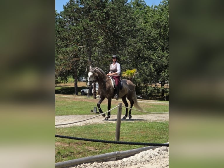 Lusitanien Hongre 5 Ans 163 cm Gris in Noaillac