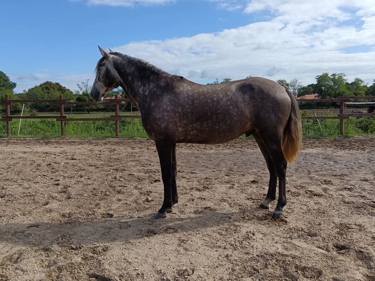 Lusitanien Hongre 5 Ans 163 cm Gris in Noaillac