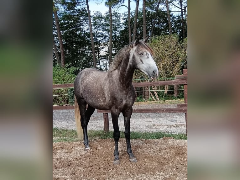 Lusitanien Hongre 5 Ans 163 cm Gris in Noaillac