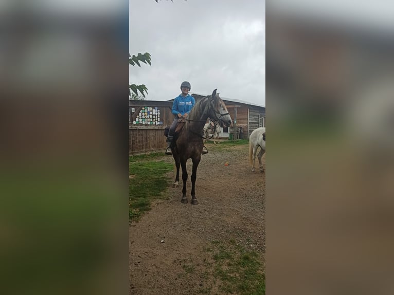 Lusitanien Hongre 5 Ans 163 cm Gris in Noaillac
