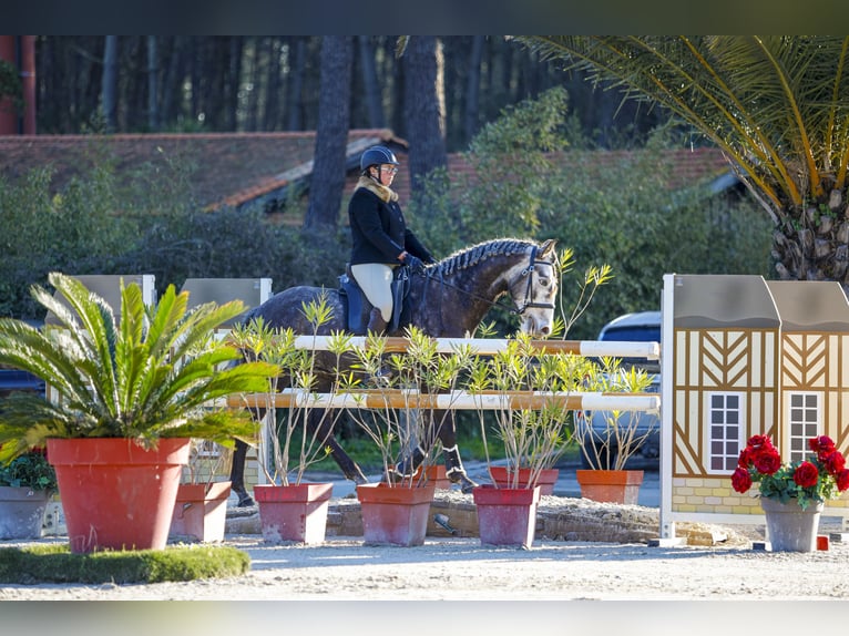 Lusitanien Hongre 5 Ans 163 cm Gris in Noaillac