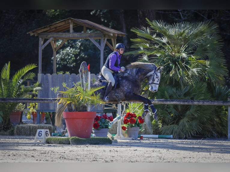 Lusitanien Hongre 5 Ans 163 cm Gris in Noaillac