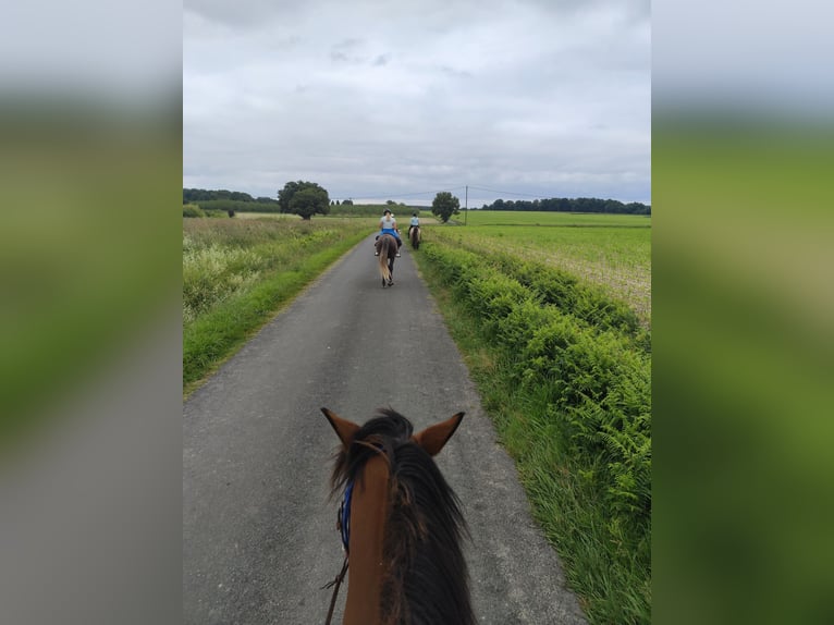 Lusitanien Hongre 5 Ans 163 cm Gris in Noaillac