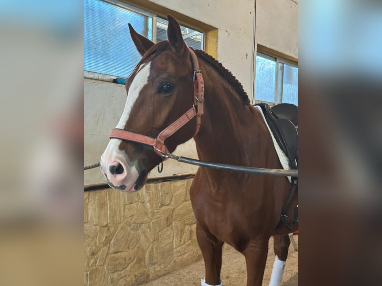 Lusitanien Hongre 5 Ans 164 cm Alezan in Valencia