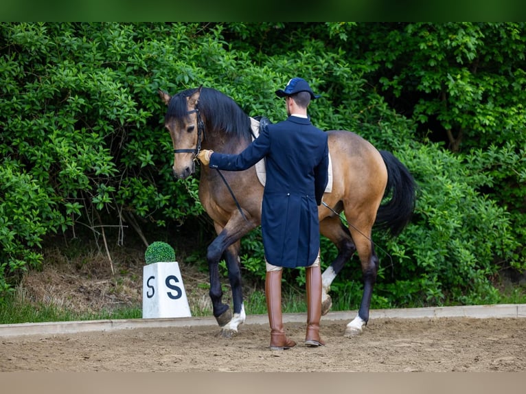 Lusitanien Hongre 5 Ans 164 cm Buckskin in Gössendorf