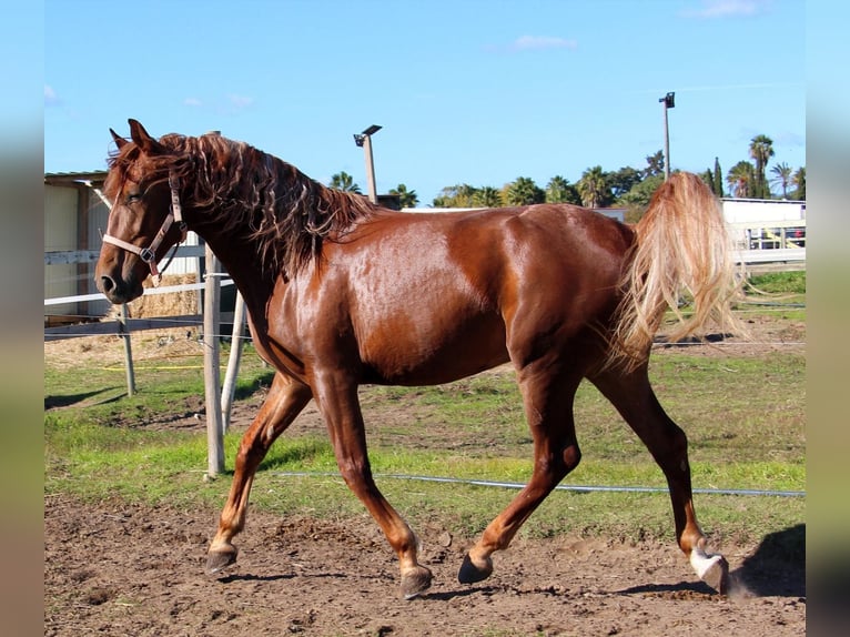 Lusitanien Croisé Hongre 5 Ans 165 cm Alezan in Silves